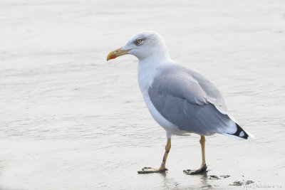 Yellow-legged gull (Geelpootmeeuw)