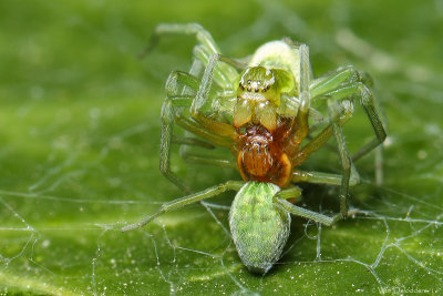Cucumber green spider (Gewone komkommerspin)
