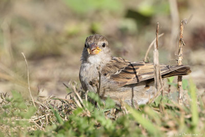 House sparrow (Huismus)