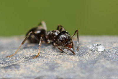 Black garden ant (Wegmier)