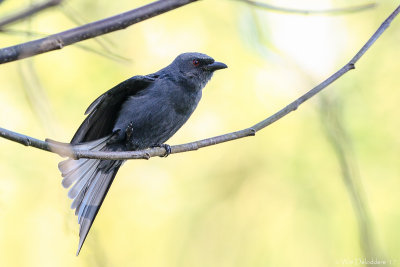 Ashy drongo (Grijze drongo)