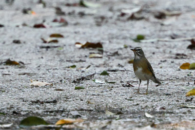 Eyebrowed thrush (Vale lijster)