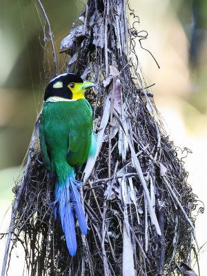 Long-tailed broadbill (Papegaaibreedbek)