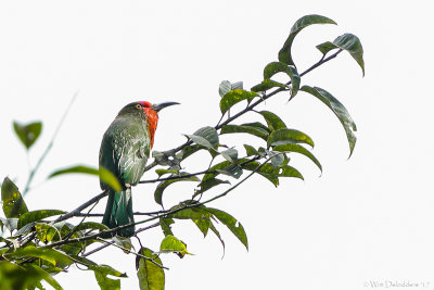 Red-bearded bee-eater (Roodbaardbijeneter)
