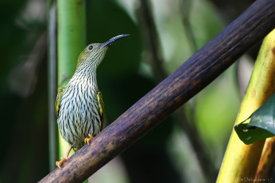 Streaked spiderhunter (Gestreepte spinnenjager)