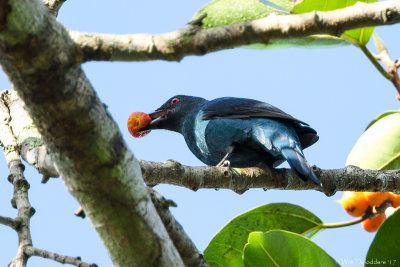 Asian fairy bluebird (Indische blauwrug)