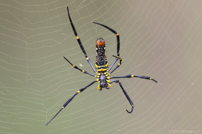 Golden web spider