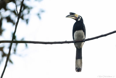 Oriental pied hornbill (Indische neushoornvogel)