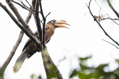 Tickell's brown hornbill (Tickells bruine neushoornvogel)