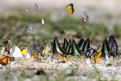 Butterflies mix