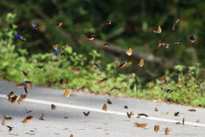 Butterflies spec.