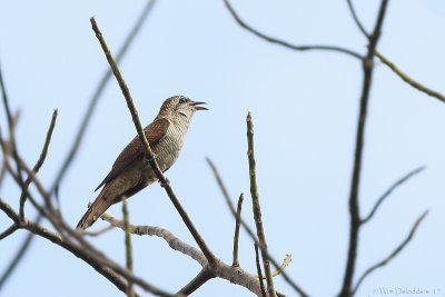 Banded bay cuckoo (Gestreepte Piet-van-Vliet)
