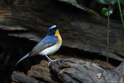 Tickells blue flycatcher (Tickells niltava)