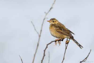 Richard's pipit (Grote pieper)