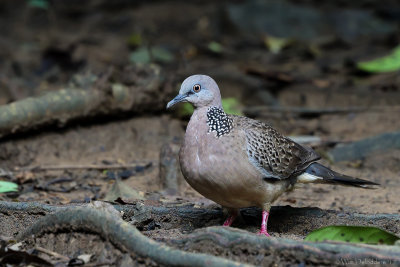 Spotted dove (Parelhalstortel)
