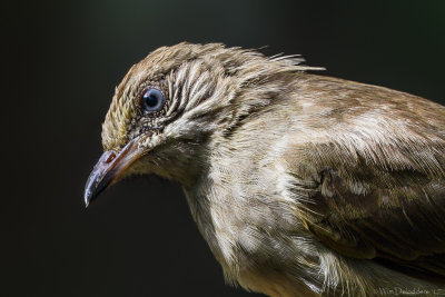 Streak-eared bulbul (Blanfords buulbuul)