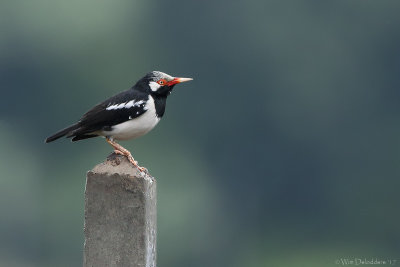 Pied myna (Eksterspreeuw)