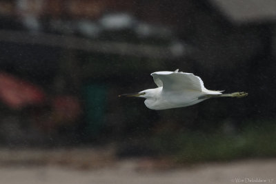 Chinese egret (Chinese zilverreiger)