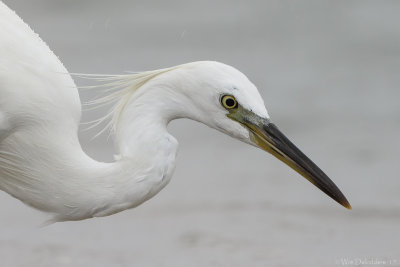 Chinese egret (Chinese zilverreiger)