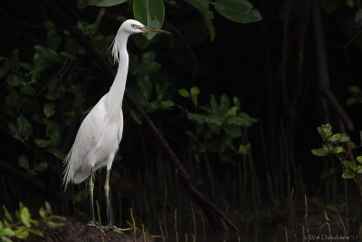 Chinese egret (Chinese zilverreiger)