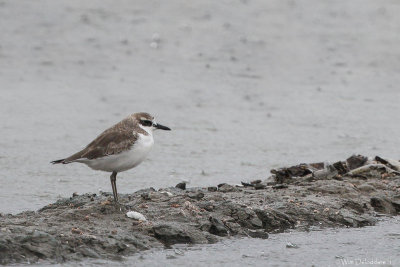 Greater Sand Plover (Woestijnplevier)