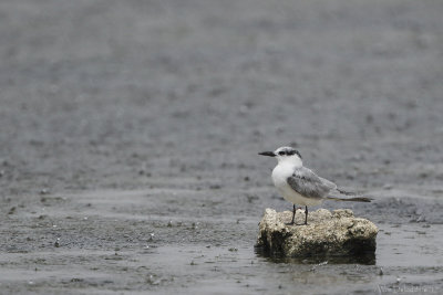 Whiskered tern (Witwangstern)