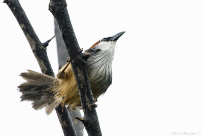 Chestnut-capped babbler (Roodkaptimalia)