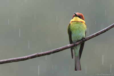 Chestnut-headed bee-eater (Bruinkopbijeneter)