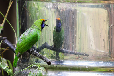 Golden-fronted leafbird (Goudvoorhoofdbladvogel)