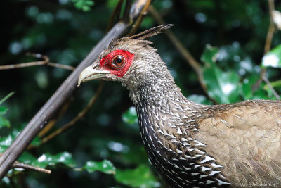 Kalij pheasant (Nepalfazant)