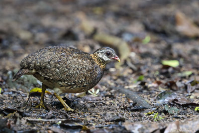 Green-legged partridge (Groenpootbospatrijs)