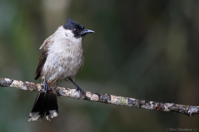 Sooty-headed bulbul (Roetkopbuulbuul)