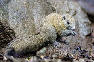 Gray-bellied squirrel (Grijsbuikeekhoorn)