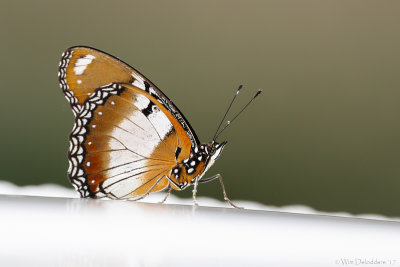 Danaid Eggfly (Valse monarchvlinder)