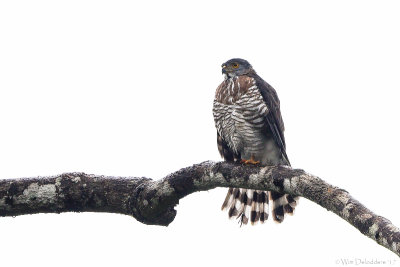 Crested goshawk (Kuifhavik)