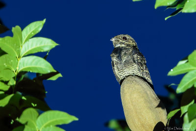 Large-tailed Nightjar (Horsfields nachtzwaluw)