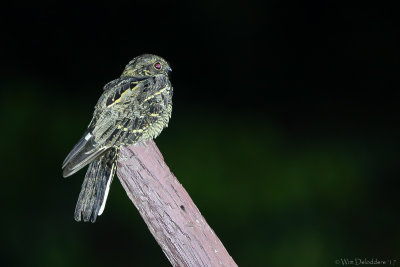 Frogmouths, oilbird, potoos & nightjars