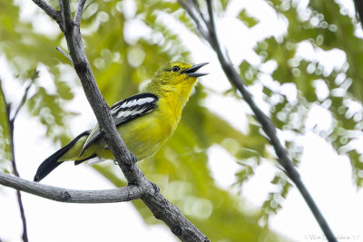 Common iora (Gewone iora)