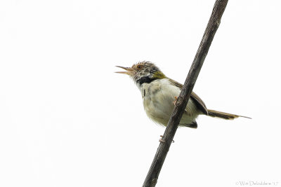 Common tailorbird (Langstaartsnijdervogel)