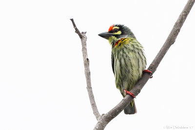 Coppersmith barbet (Kopersmid)