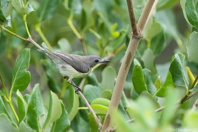 Acanthizidae (Australasian warblers, Pachycare)