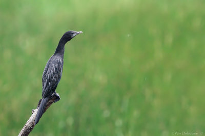 Little cormorant (Indische dwergaalscholver)