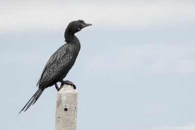 Little cormorant (Indische dwergaalscholver)