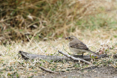 Plain-backed sparrow (Geelbuikmus)