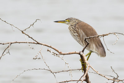 Pond heron spec. (Ralreiger spec.)