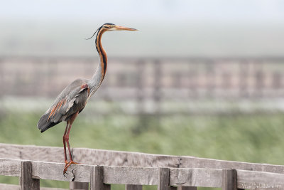 Purple heron (Purperreiger)