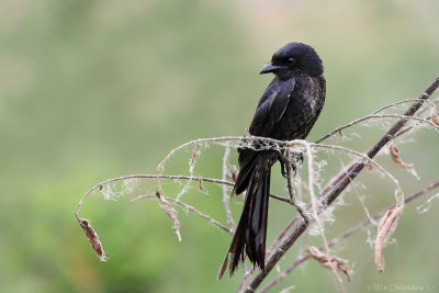 Black drongo (Koningsdrongo)