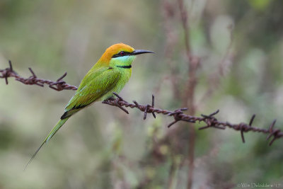 Green bee-eater (Kleine groene bijeneter)