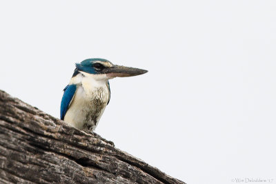 Collared kingfisher (Witkraagijsvogel)