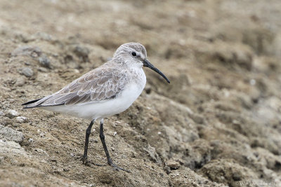 Curlew sandpiper (Krombekstrandloper)